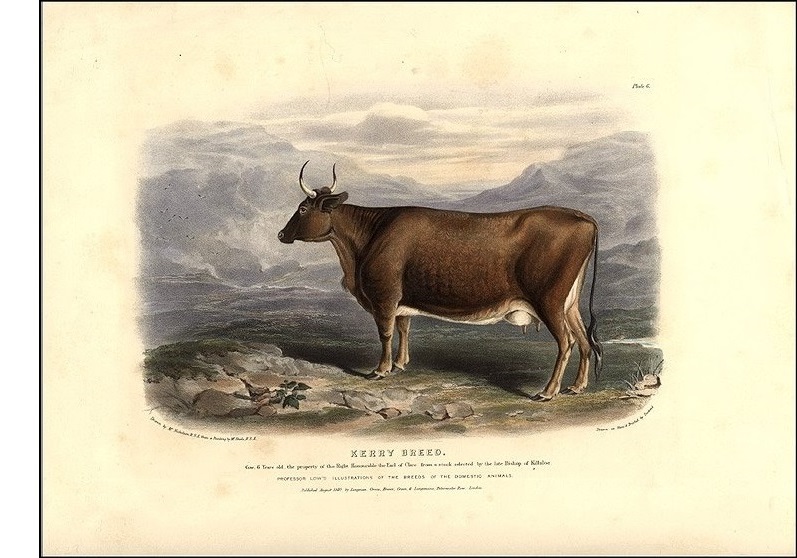 the Irish Kerry cow