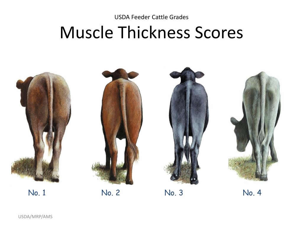 USDA muscle thickness scores