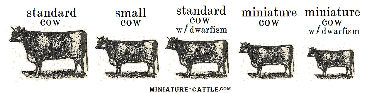 miniature vs dwarfism