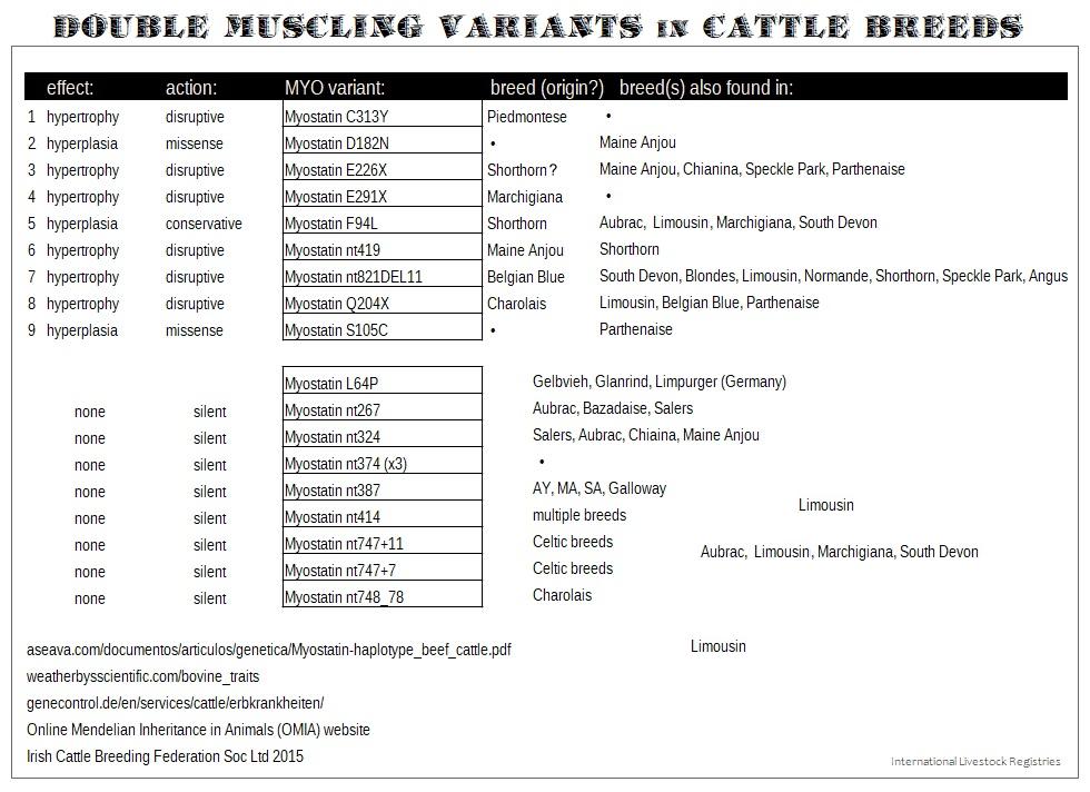 myostatin variants - mutations in breeds of cattle