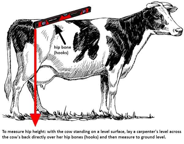 stature and frame scores in Dairy Cattle