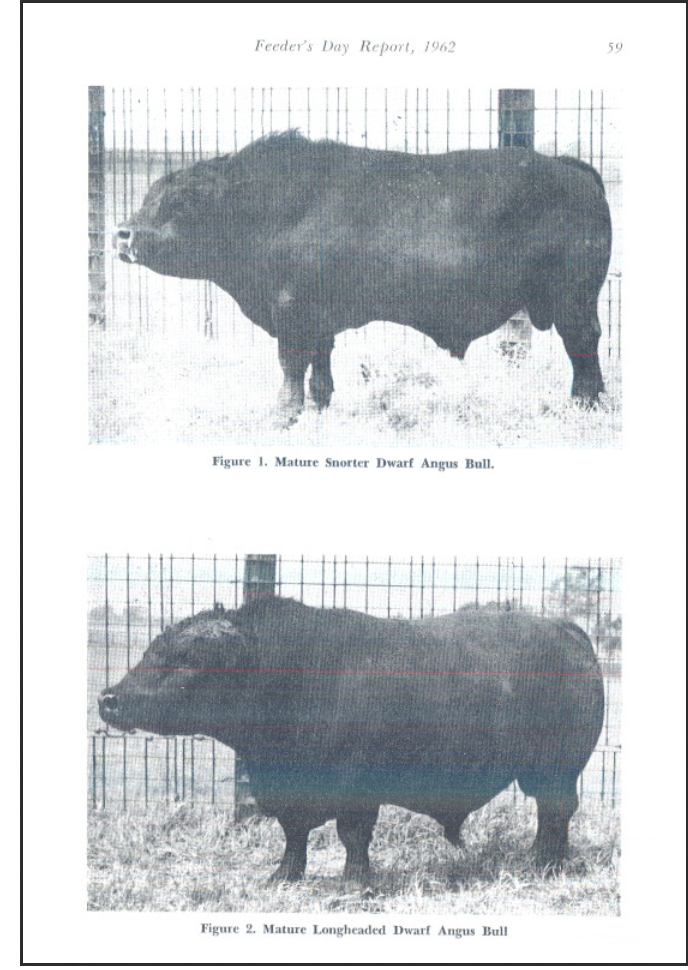 Snorter dwarfism essay 04 picture