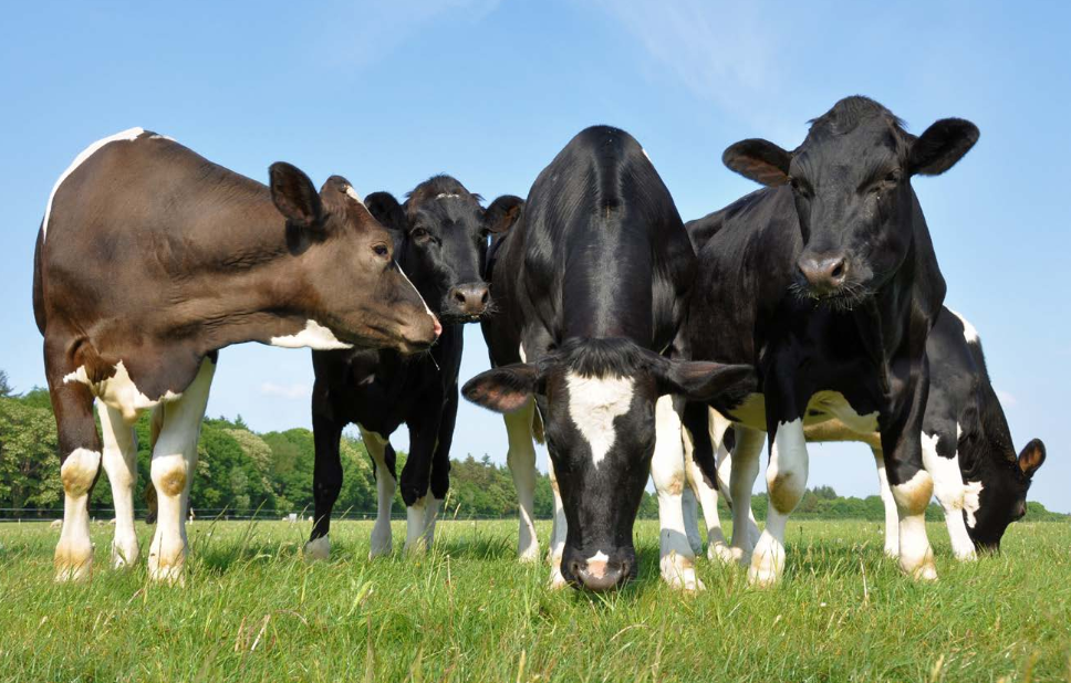 Holsteins have 2 unique red genes