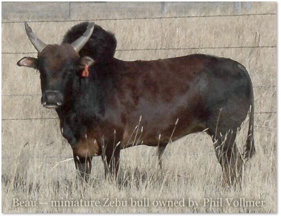 miniature Zebu bull - owned by Phil Vollmer