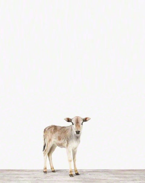 mini Zebu calf-- source: Pinterest