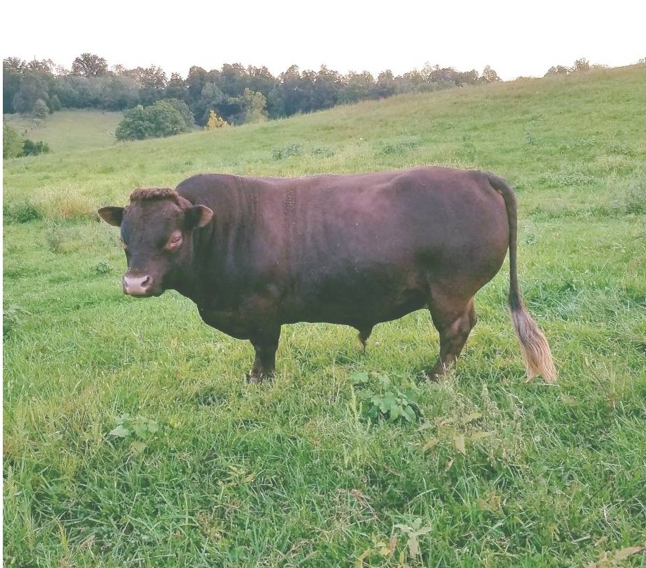 A Shorty Dexter bull