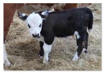 black baldie calf