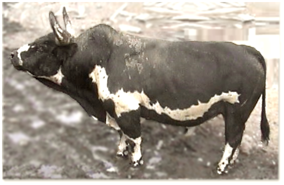 a miniature Watusi bull bred by Jeff Hatch