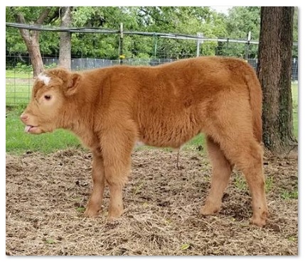miniauture beefalo: Darla, 1st heifer calf - Billy R Carpenter