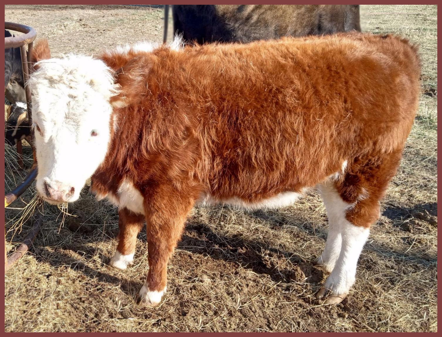 miniature red baldie cow for sale