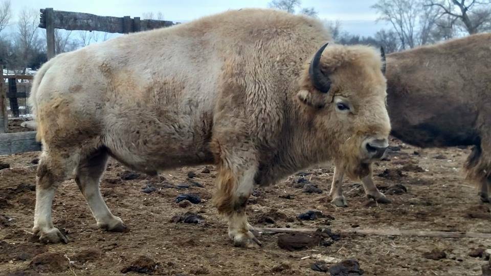 White Bison