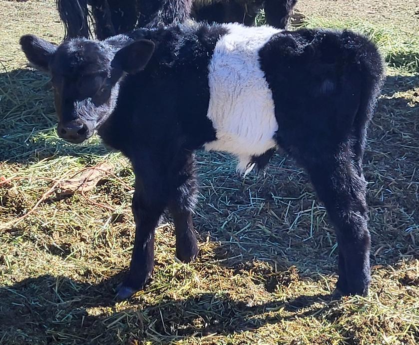 belted bull calf for sale