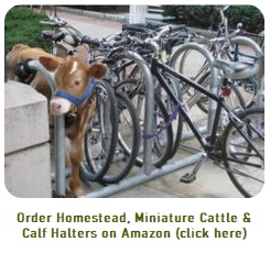 order a miniature cattle halter on Amazon