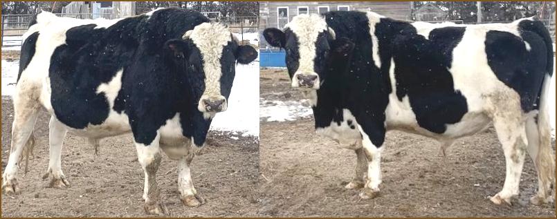 Clarence; small jersey x holstein bull