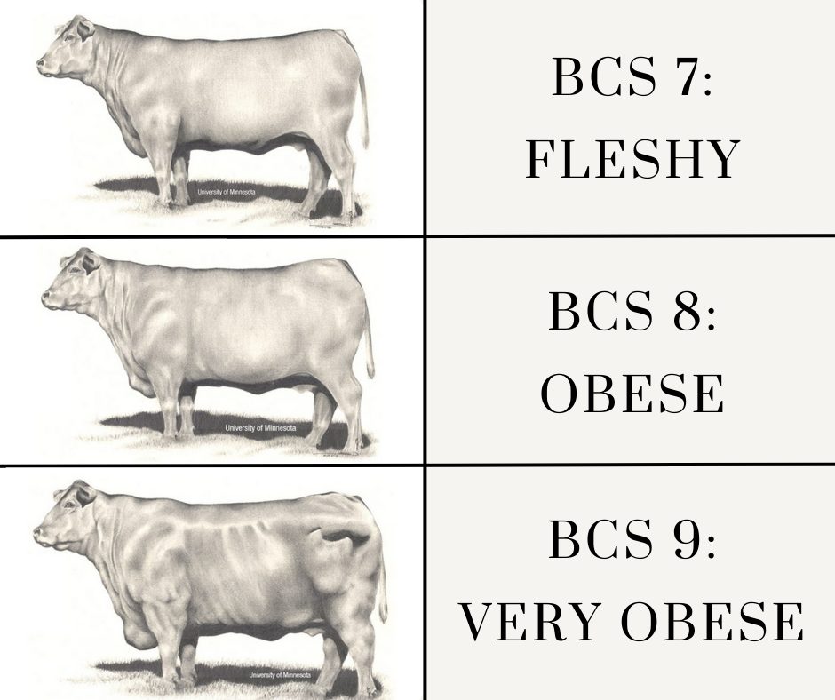 cattle body condition score 7 - 9 illustrated