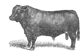 little bull