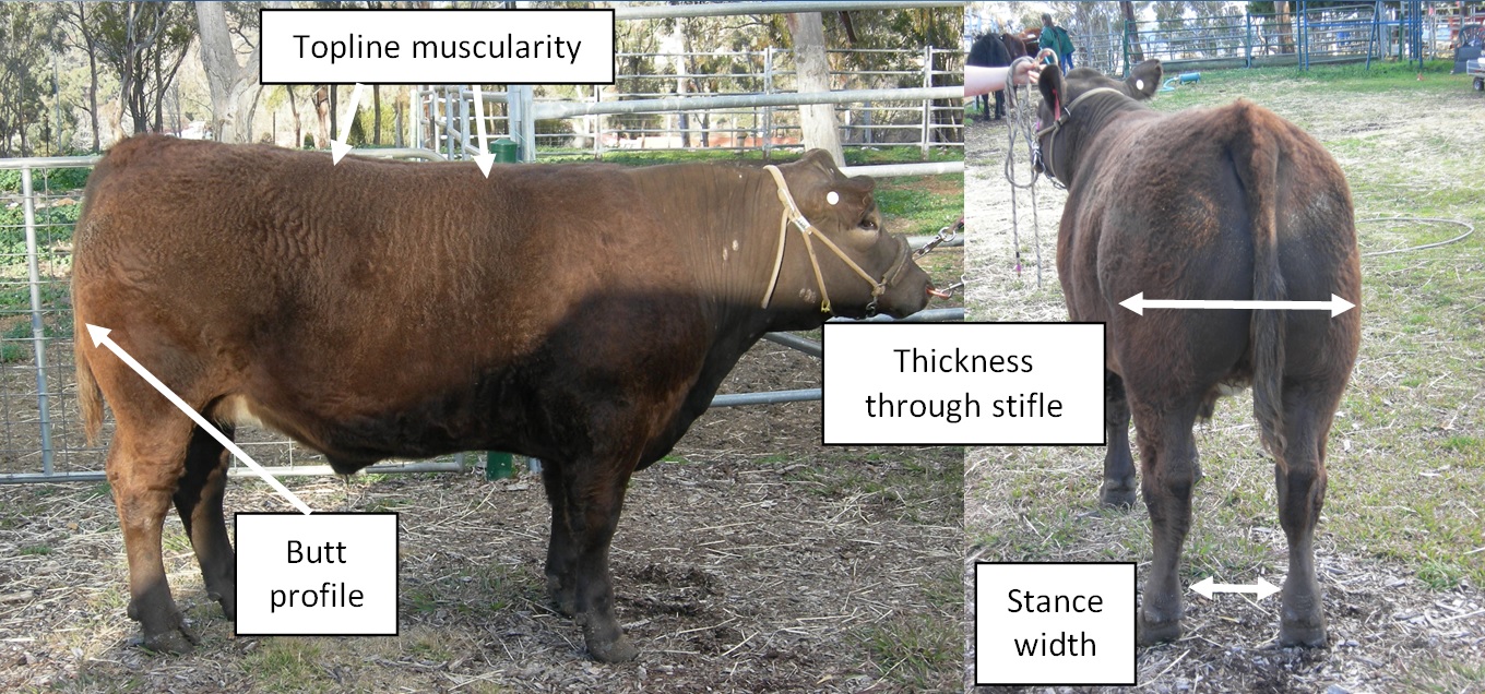 assessing muscle thickness