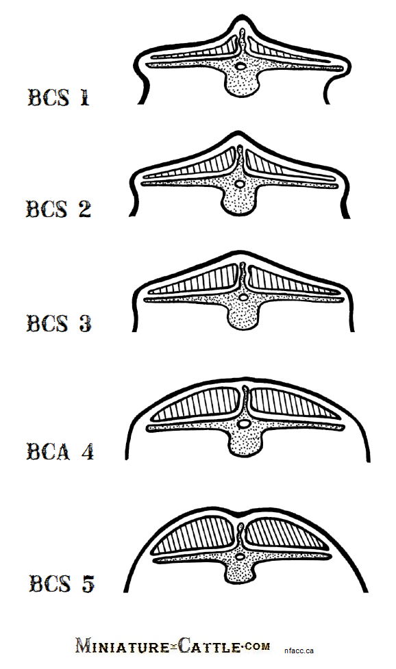 nfacc.ca - BCS 5 chart