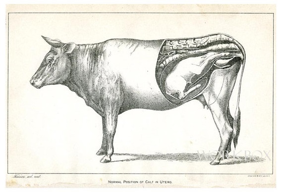 calf in utero