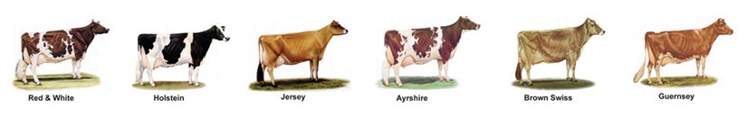 Purebred Dairy Cattle Association