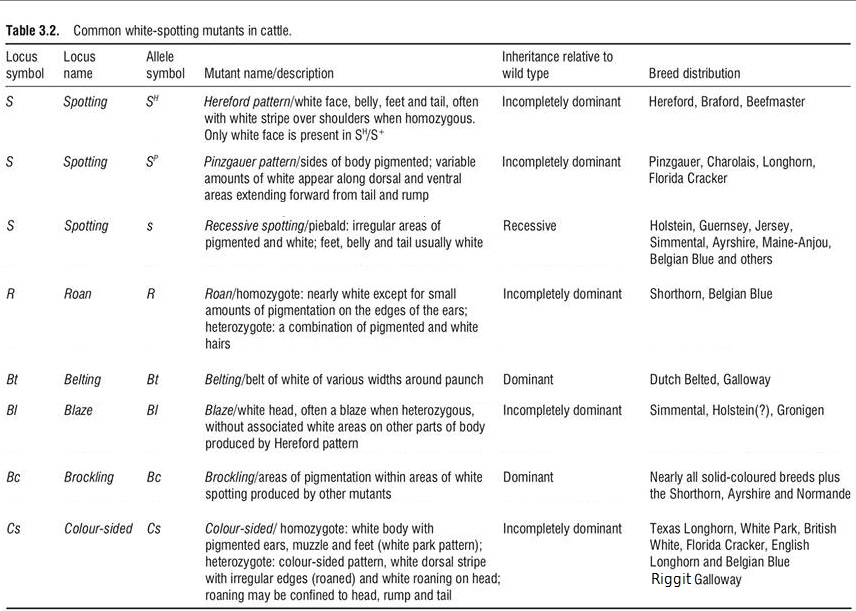 cattle spotting genetics