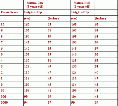 old miniature Hereford Frame Score chart