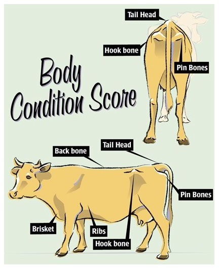 old illustration showing points where you determine BCS