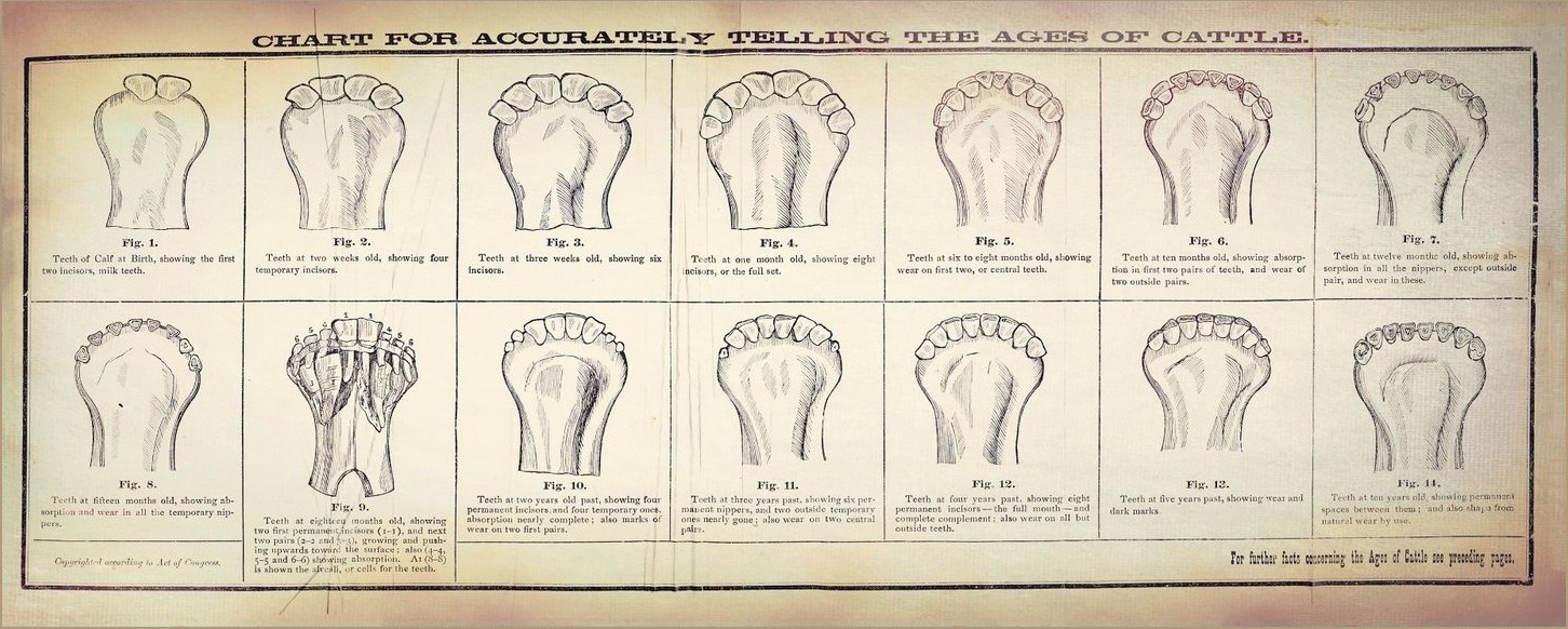 judging cattle by their teeth poster