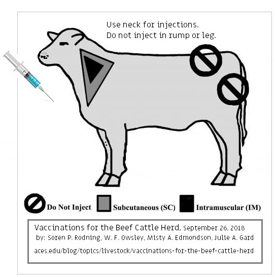 Vaccinating Cattle