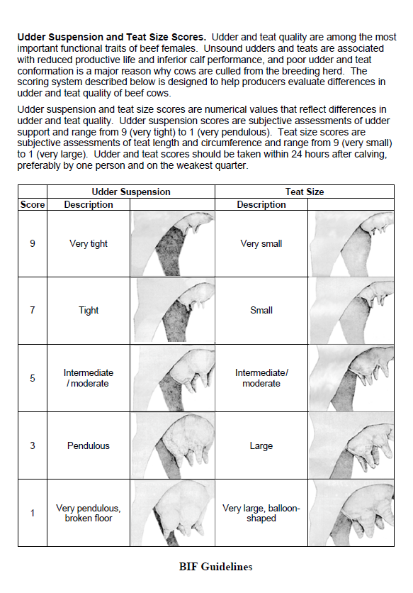 udder score chart - BIF