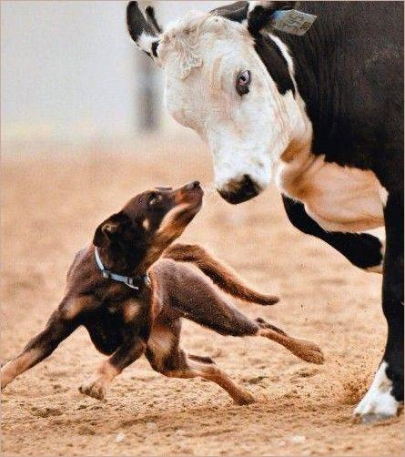 blue eyed cow
