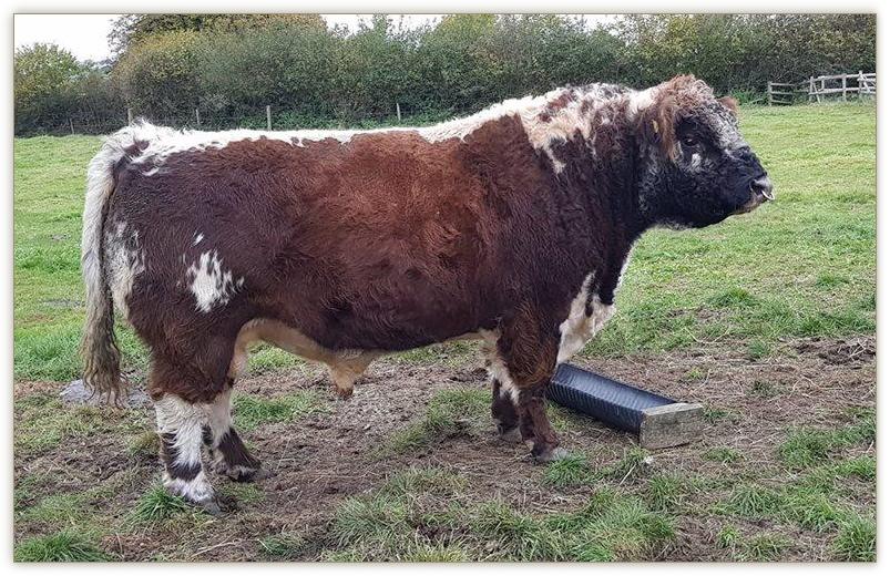 Jaslu herd in Dorset