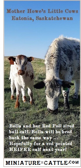 Mother Howe's Little Cows -- Using Heat Cycles to Select Sex of Calf