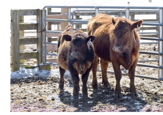 little OH affected cow; blue eyes & bleached black coat