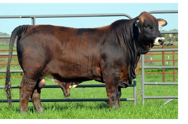 Brahman X British bull