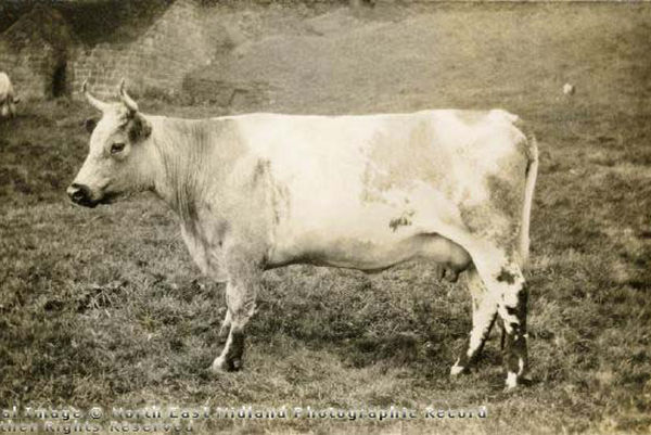 Blue Albion cow