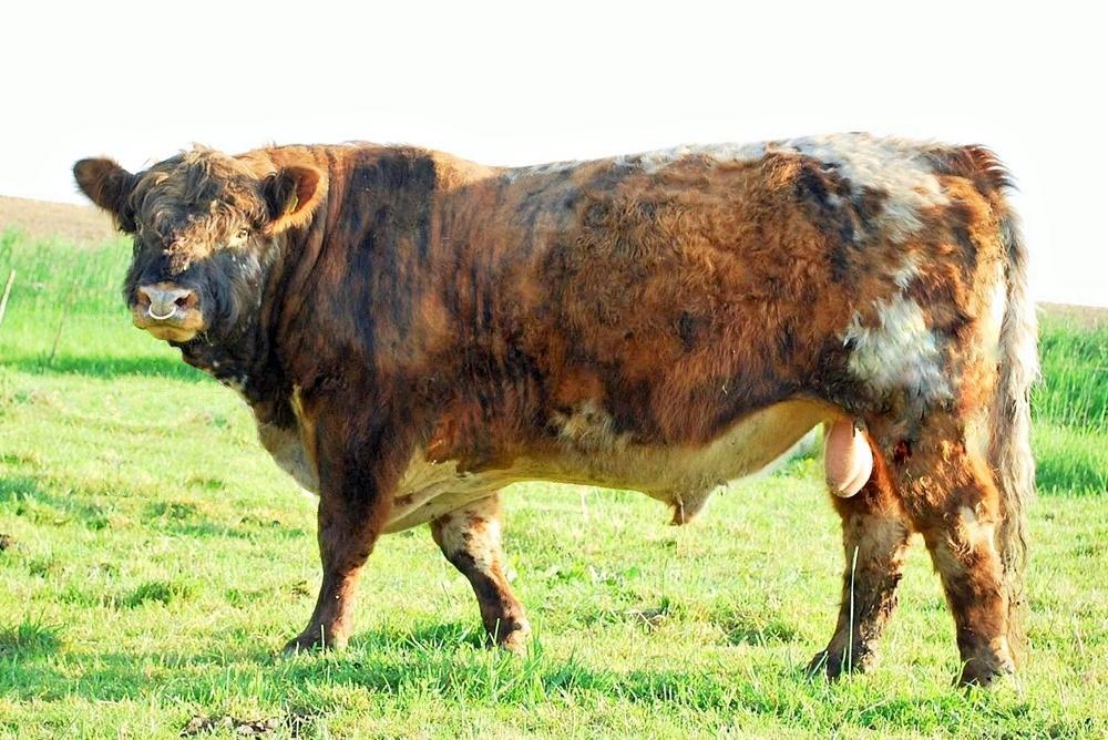 Costa v. Felde; Brindle Riggit Galloway bull