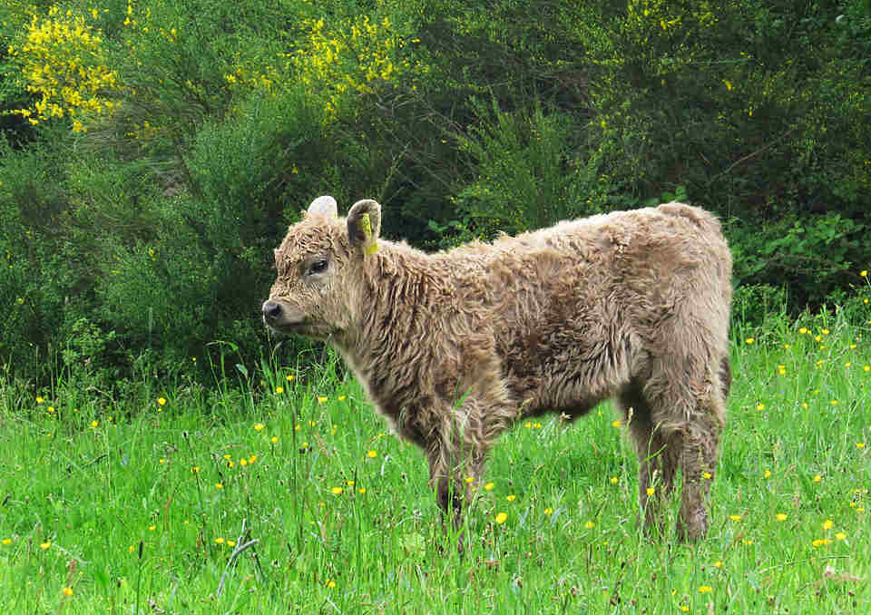 4-seite-15-unten_galloway-kalb-farbschlag-dun-Galloway-Kalb, Farbschlag dun-oefm.de