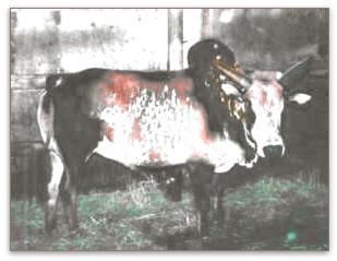 "Swede"? old miniature Zebu