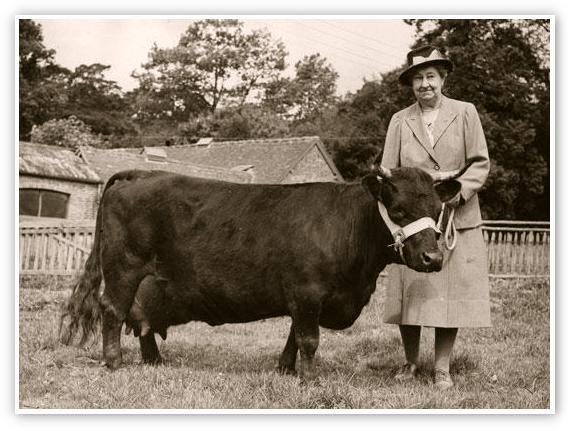 Dexter cow, credit: Kelley Creek Farms